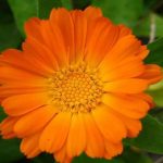 Calendula extracts